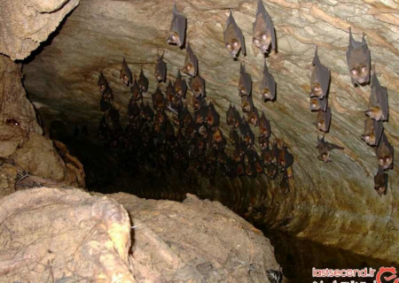 غار مژاره آبدانان ایلام، زیستگاه ۳۵ هزار ساله گونه های کمیاب خفاش