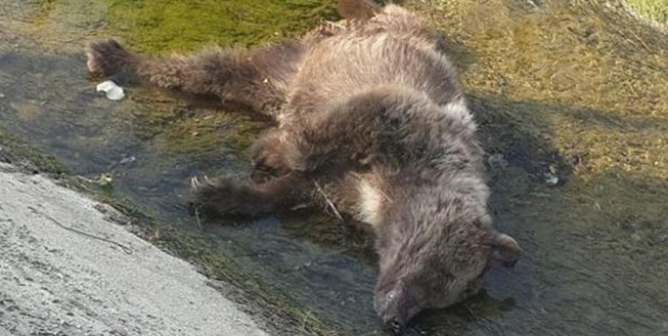 کشته شدن یک قلاده خرس قهوه‌ای در شهرستان نور
