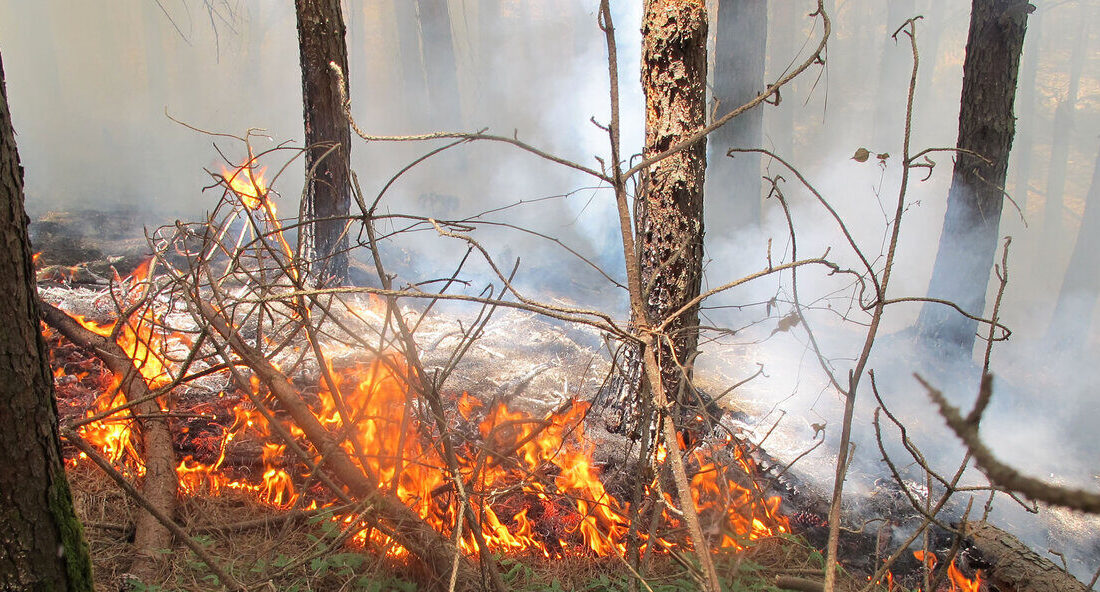 جنگل توسکستان گرگان همچنان در آتش