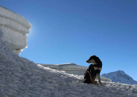 برخورد با سگ در کوهستان