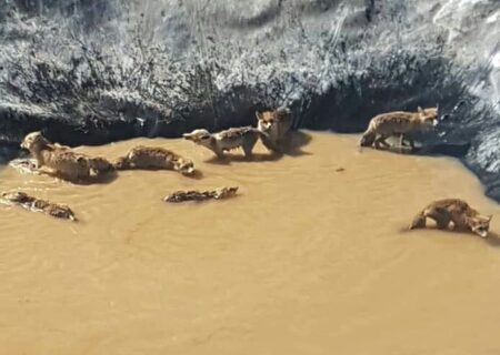 آزاد سازی ۱۱ روباه گرفتار در منبع آب کشاورزی توسط اداره محیط زیست الیگودرز