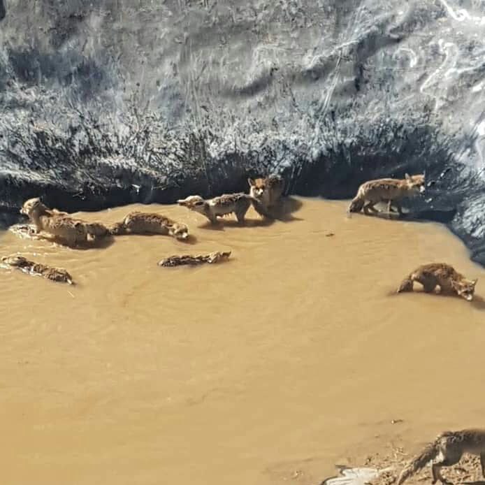 آزاد سازی ۱۱ روباه گرفتار در منبع آب کشاورزی توسط اداره محیط زیست الیگودرز