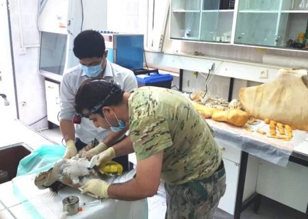 ۲۰۸ گونه جانوری در نقاهتگاه حیات وحش بوشهر درمان شدند