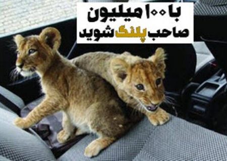 محیط زیست تهران: با عاملان فروش حیوانات در فضای مجازی برخورد می‌شود
