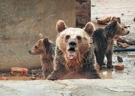جزئیات ویدیوی خبرساز نجات یک خرس و دو توله‌اش