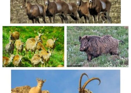 سرشماری زمستانه پستانداران در کردستان آغاز شد