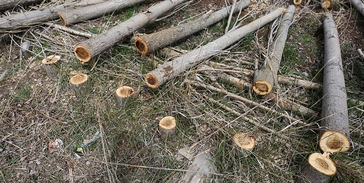 قطع درختان روستای خنب کاشان توسط عوامل ناشناس