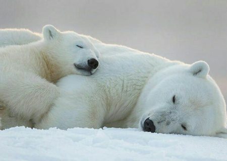 گرامیداشت روز جهانی خرس قطبی