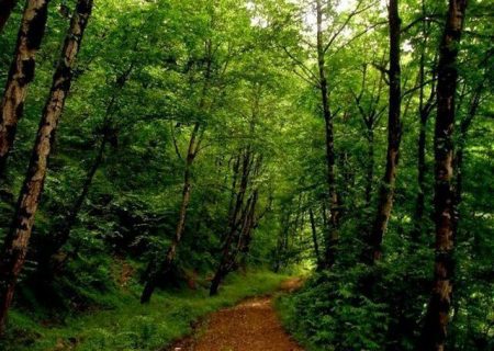 ثبت ملی جنگل‌های هیرکانی تالاب امیربکنده