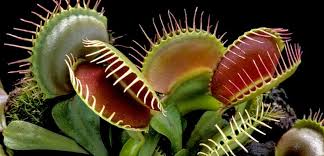 نگاهی به رفتار گیاه ونوس حشره خوار