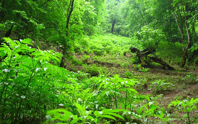 دلم می‌خواست، جنگلی دور افتاده و بکر بودم