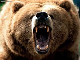 وقتی خرس‌ها عصبانی می شوند