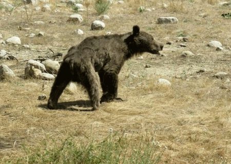 کمک به توله خرس نالان‌ در کوه‌های زاگرس