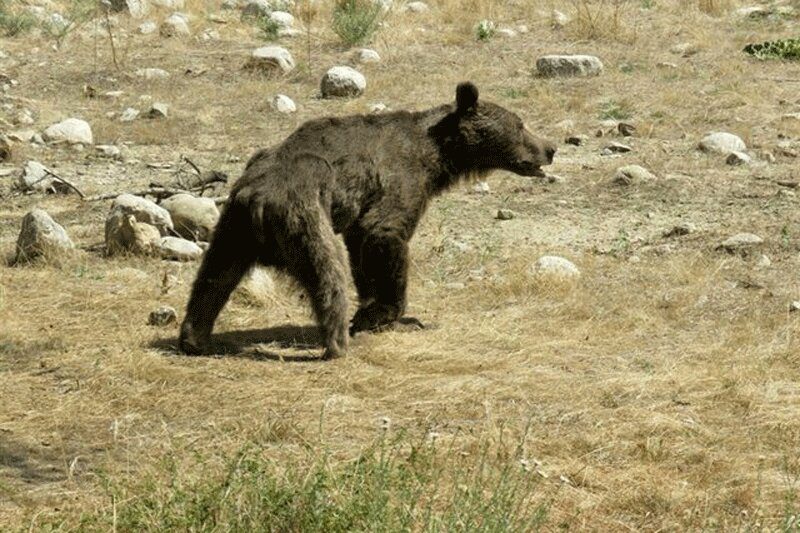 کمک به توله خرس نالان‌ در کوه‌های زاگرس