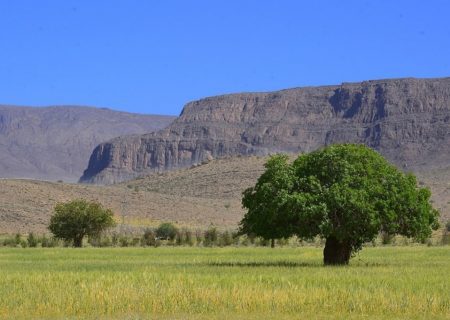 با گیاهان صحرایی بیشتر اشنا شوئیم