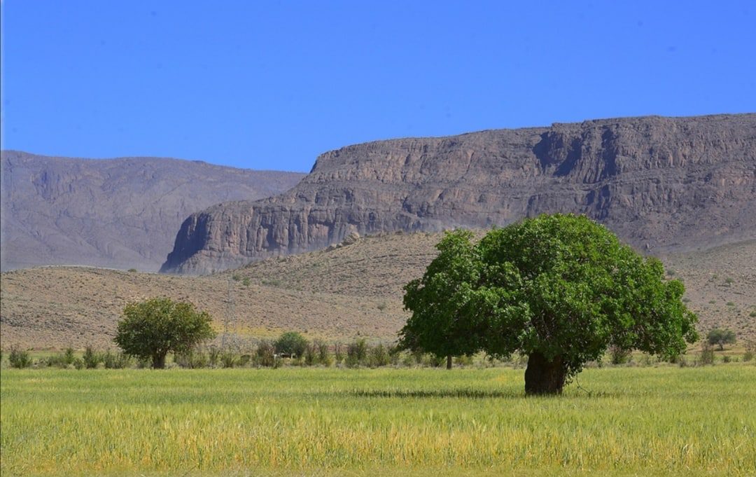 با گیاهان صحرایی بیشتر اشنا شوئیم