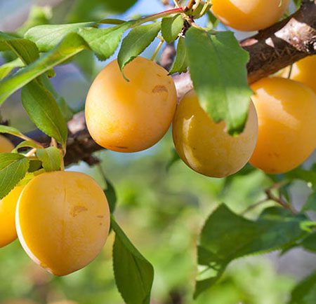خواص و فواید بی نظیر آلو زرد