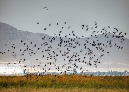 «پرنده‌نگری» موقعیت ویژه برای توسعه گردشگری ایران