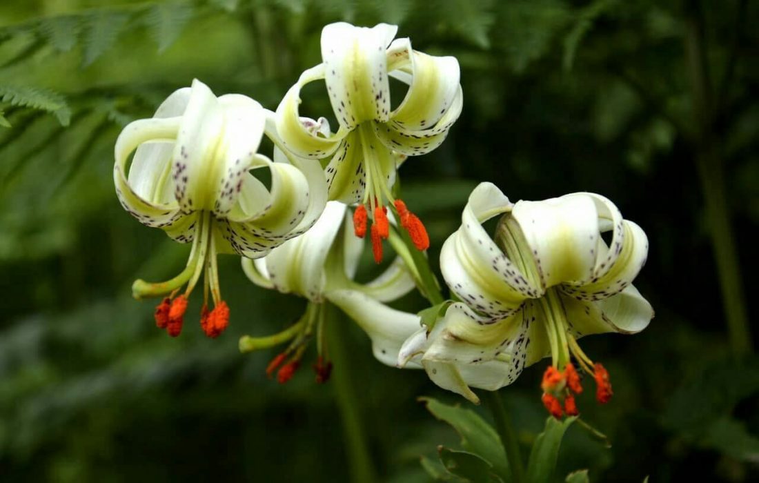شکوفایی یکی از نادرترین گل‌های جهان در گیلان