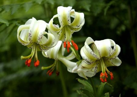 شکوفایی یکی از نادرترین گل‌های جهان در گیلان