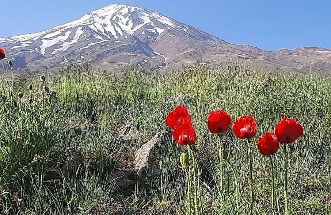 طبیعت دشت زیبای شقایق دامنه قله دماوند