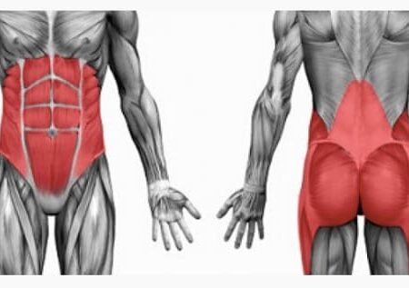 ۵ عضله‌ی مرکزی بدن کدامند
