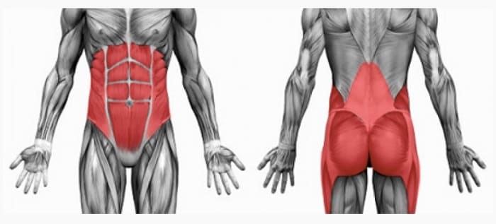 ۵ عضله‌ی مرکزی بدن کدامند