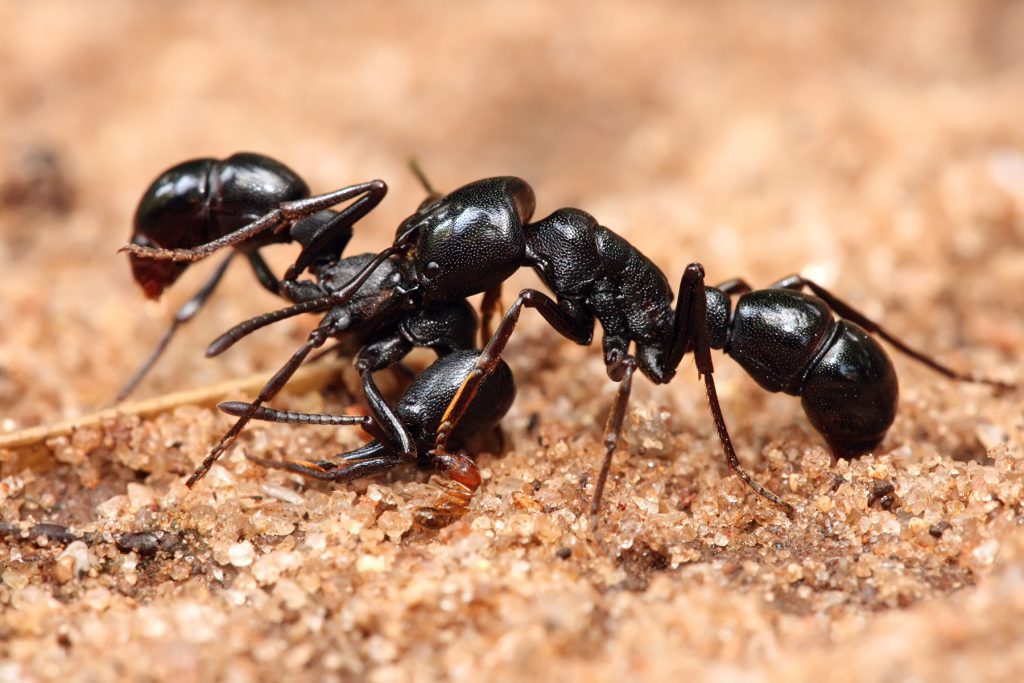شهر مورچه‌ها در آکادمی علوم تجربی کالیفرنیا