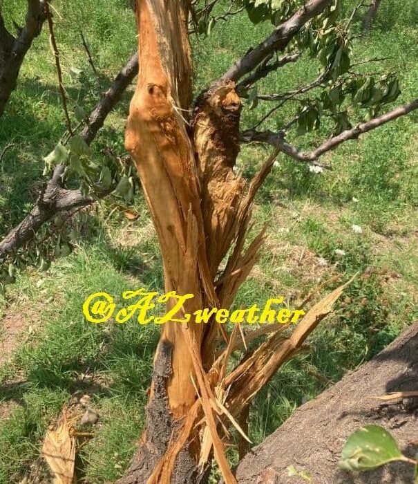 متلاشی شدن درخت بر اثر صاعقه
