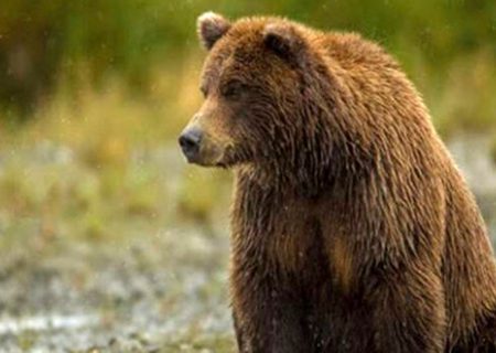 حمله وحشتناک یک خرس وحشی به یک کلاس درس در هرمزگان شد