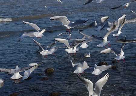 پرندگان مهاجر مهمان تالاب‌ها و آب‌بندان‌های مازندران
