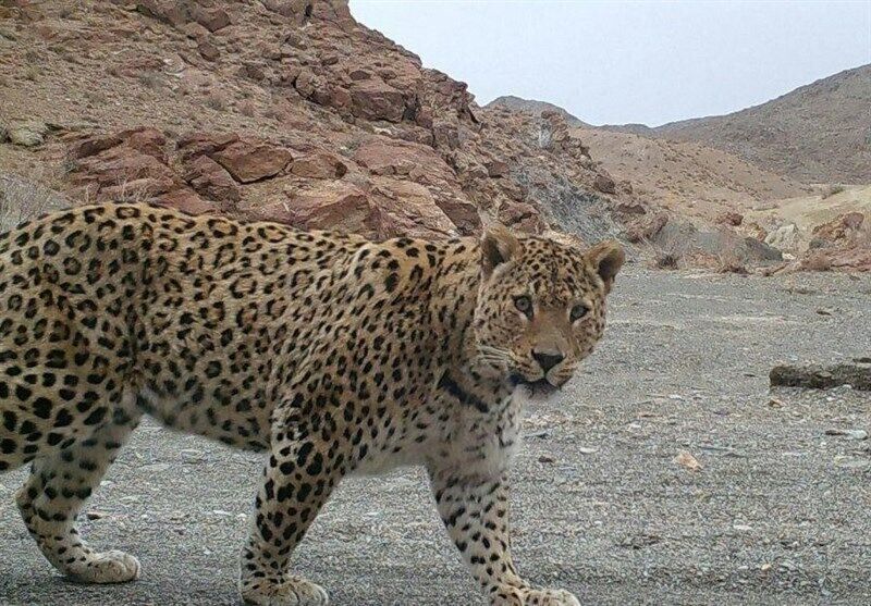 محیطبانان جاجرم پلنگ را از محاصره سگهای گله نجات دادند