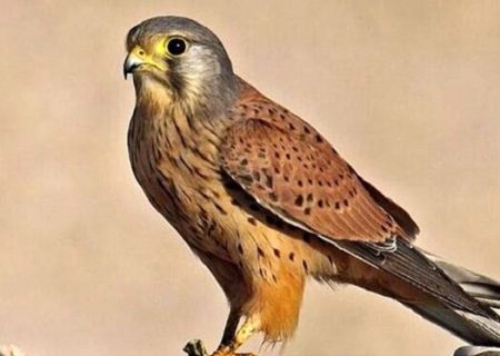 کشف ۶ بهله پرنده شکاری از متخلفین در استان تهران