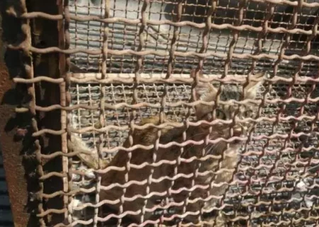 زنده گیری و رهاسازی یک قلاده گربه وحشی در شهرستان گناوه