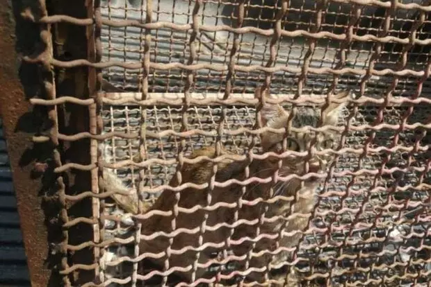 زنده گیری و رهاسازی یک قلاده گربه وحشی در شهرستان گناوه