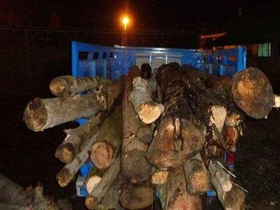 ۴۰ تن چوب قاچاق در خلیل‌آباد توقیف و ضبط شد