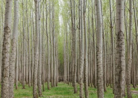 ترغیب به زراعت چوب یک راه مؤثر برای ممانعت از قاچاق چوب