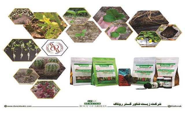 بهترین راه برای تقویت رشد گیاهان کدام است
