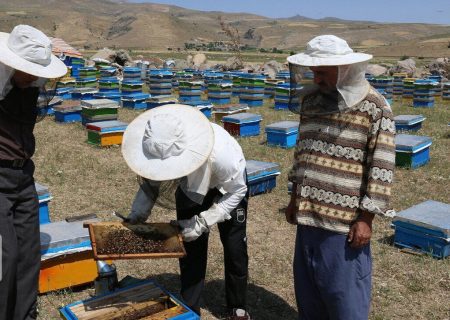 تولید عسل طبیعی در کلاله ۱۴۰ درصد افزایش یافت