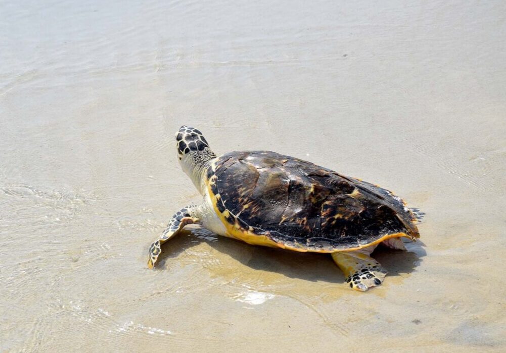۲۱ قطعه لاکپشت و پرنده در طبیعت بوشهر رهاسازی شدند
