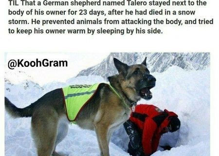 سگ بهترین همنورد انسان