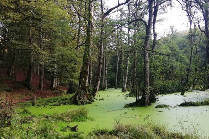 مرداب زیبای دیوک
