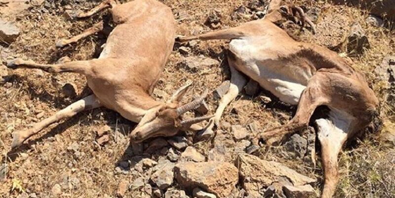 تلفات طاعون نشخوارکنندگان کوچک در البرز به ۲۶ راس رسید
