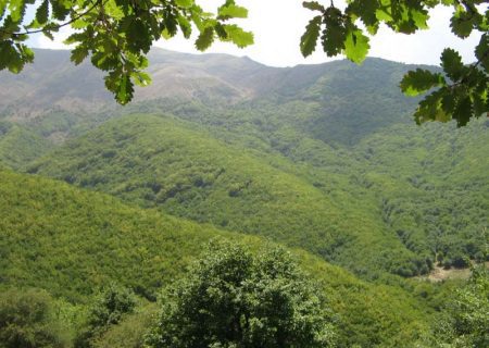 مناظری تماشایی از جنگل‌های اَرَسباران