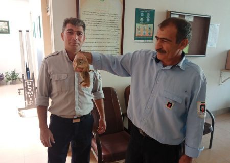 تحویل سنجاب ایرانی به اداره حفاظت محیط زیست میاندوآب