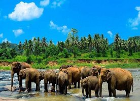 تماشای فیل ها در سریلانکا