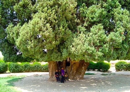کهنسال‌ترین موجود زنده ایران