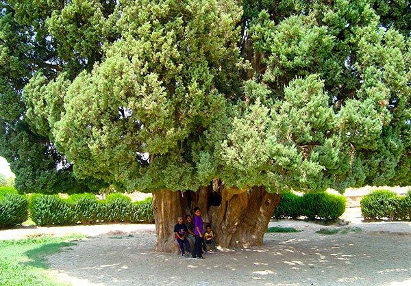 کهنسال‌ترین موجود زنده ایران