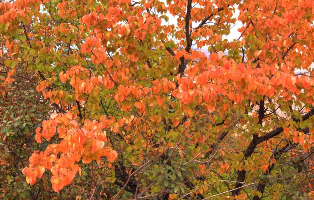 ارومیه در پاییزِ رنگارنگ