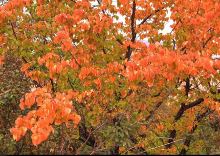 ارومیه در پاییزِ رنگارنگ
